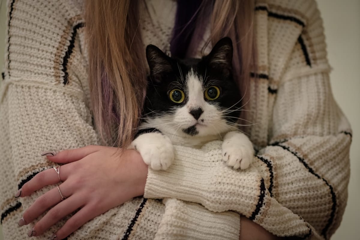 A person holding a black and white cat close to their chest, wearing a cozy knitted sweater.