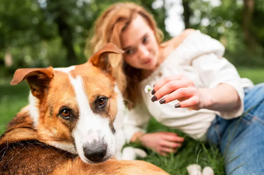 A dog lying on the grass with a person in the background holding a small flower. The person is slightly blurred, focusing on the dog in the foreground.