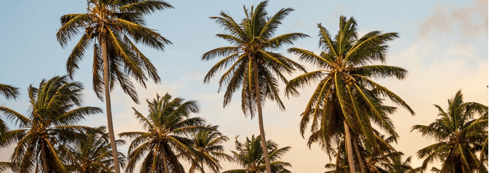 A cluster of tall palm trees against a soft blue sky with hints of orange, suggesting a sunset.