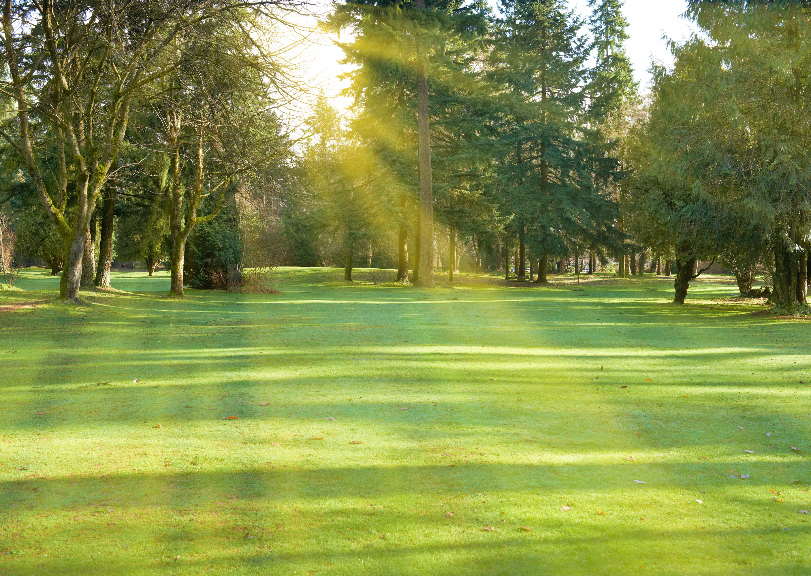 A serene golf course landscape with sunlight streaming through trees, creating a tranquil atmosphere.