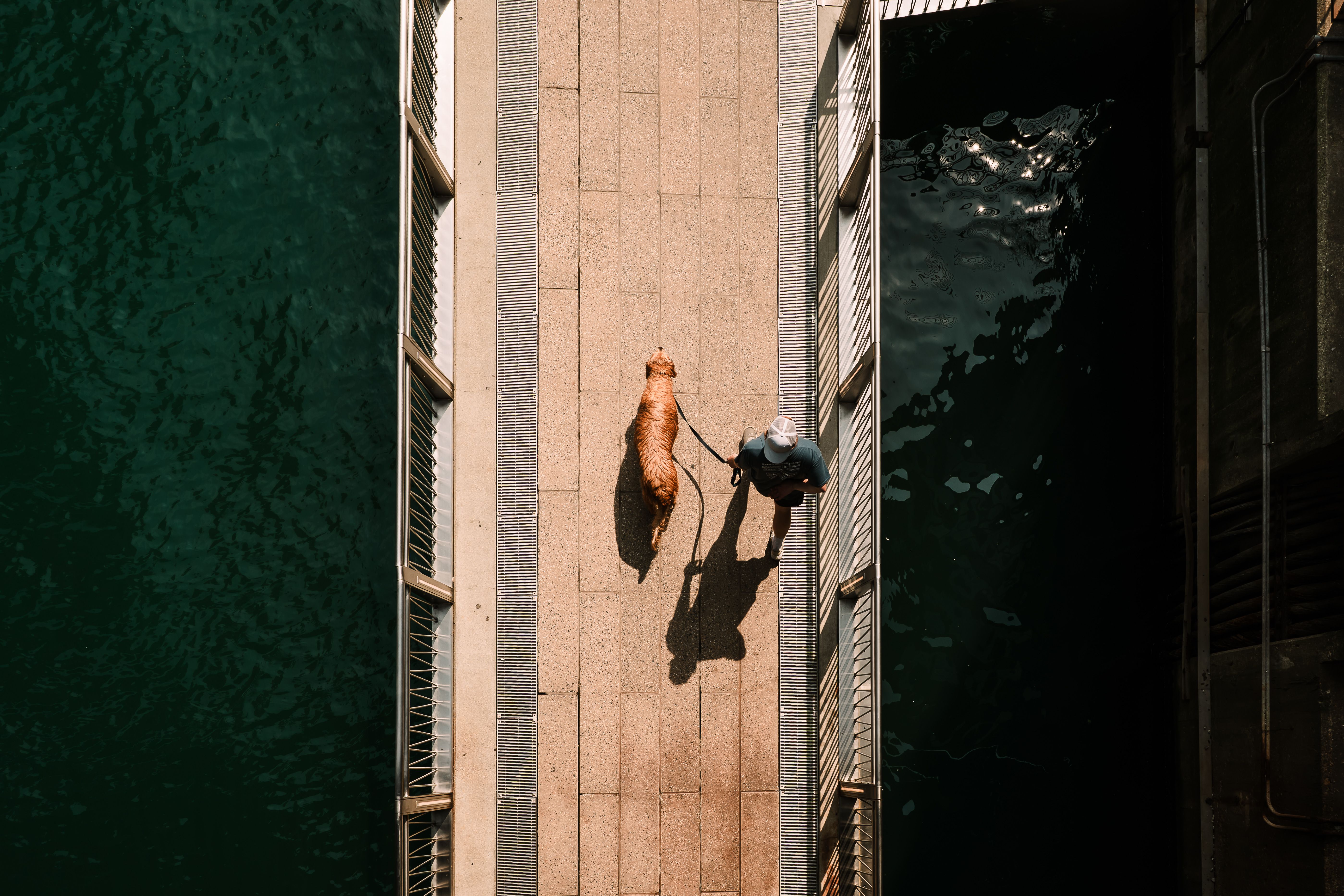 An aerial view of a person walking a brown dog along a paved path by the water.