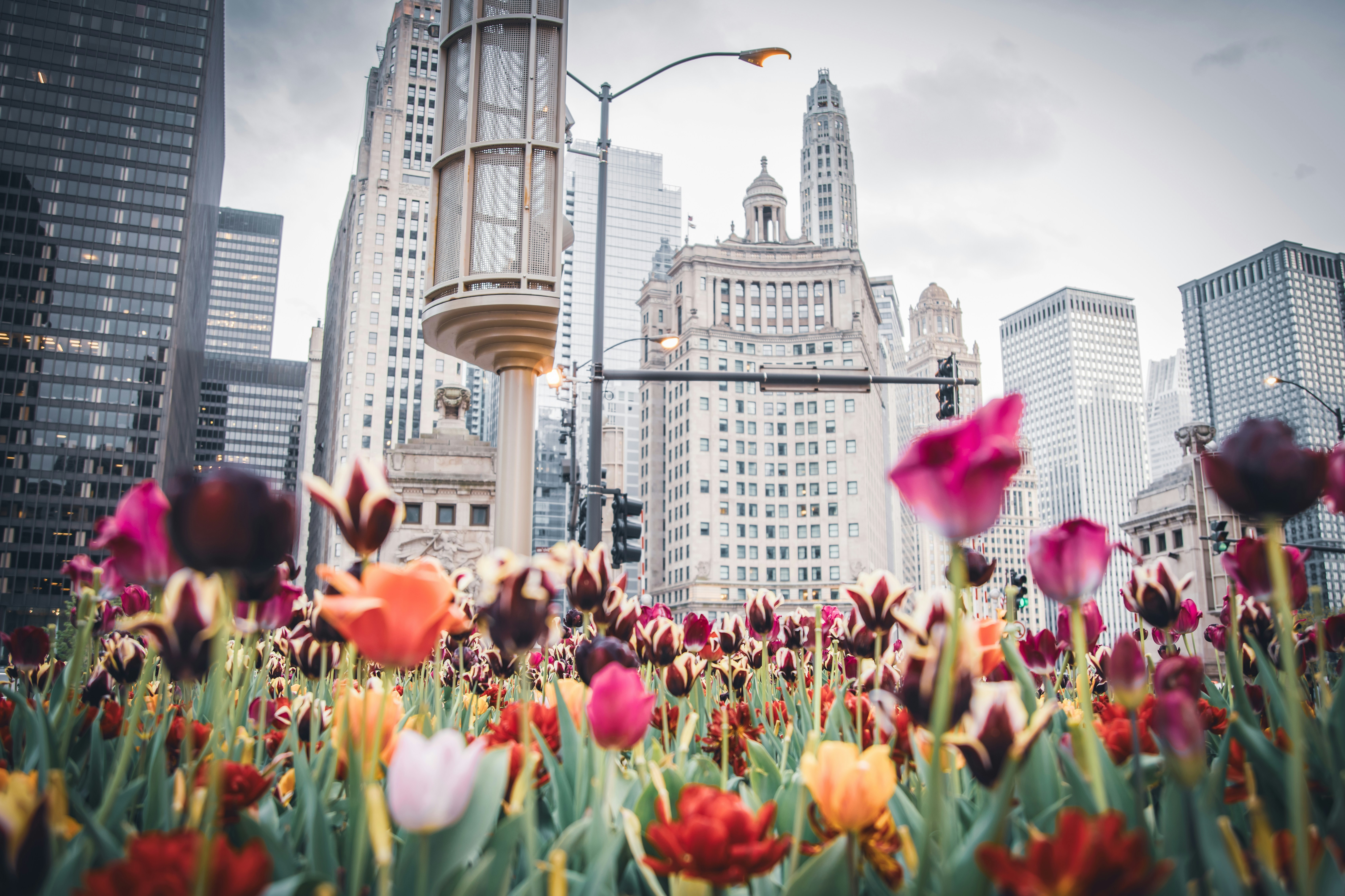 A vibrant display of colorful tulips in a flower garden with tall skyscrapers in the background.