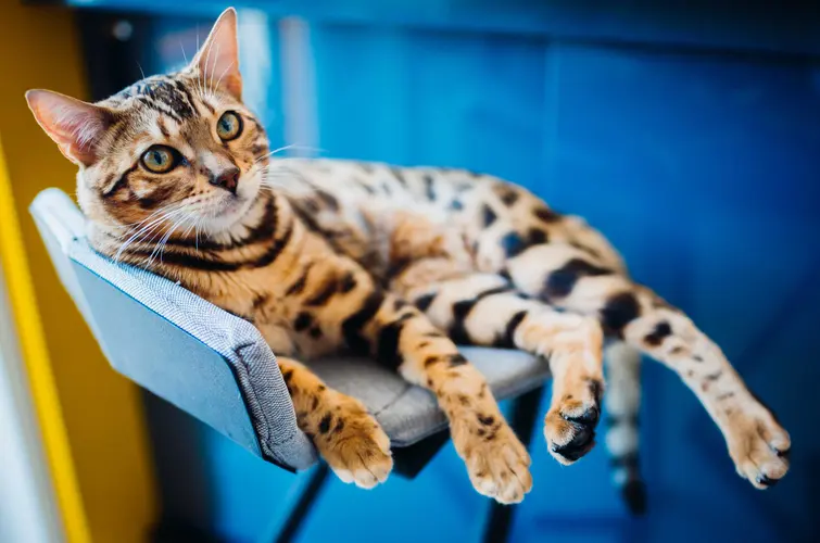 A spotted cat lounging comfortably on a chair with its legs stretched out.