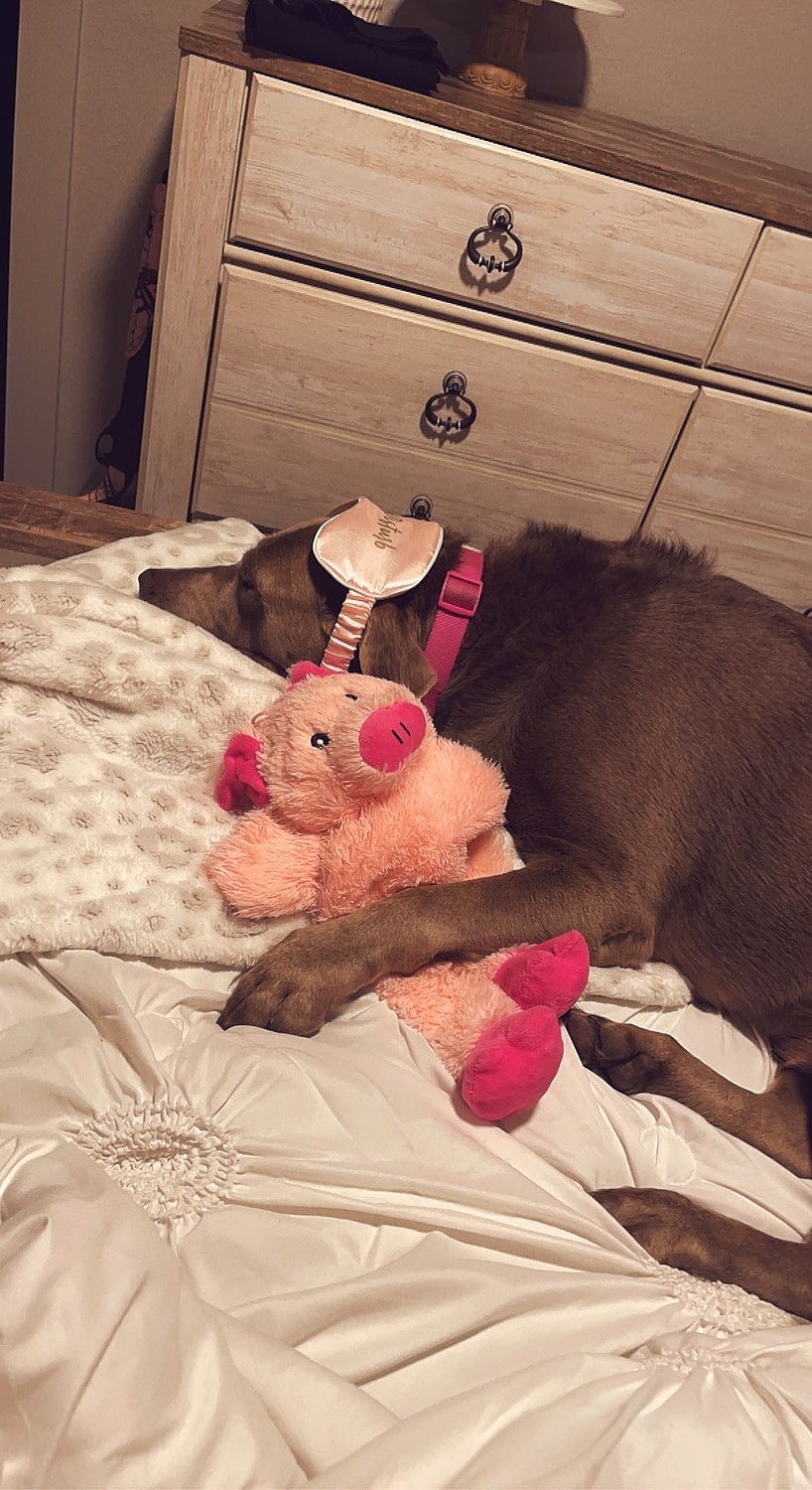 A brown dog wearing a pink sleep mask is lying on a bed, cuddling a pink pig plush toy with its front paws.