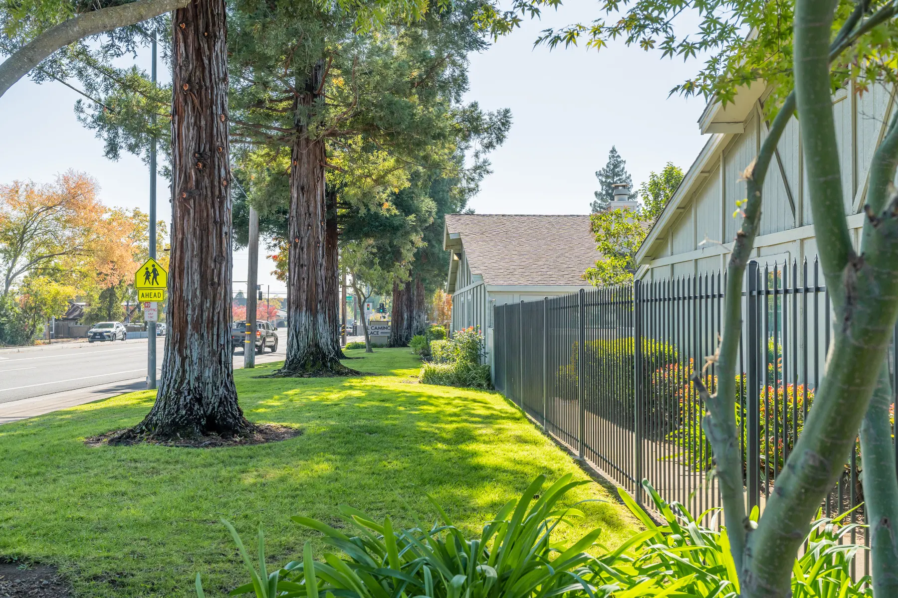 El Camino Place - Tree, Grass, Backyard