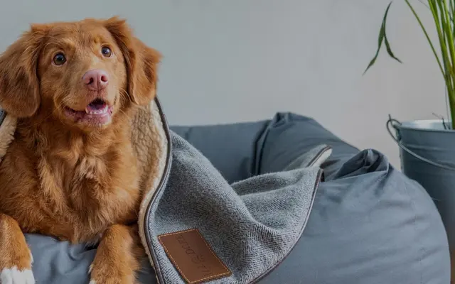 Rowland Colors - Pet, Dog