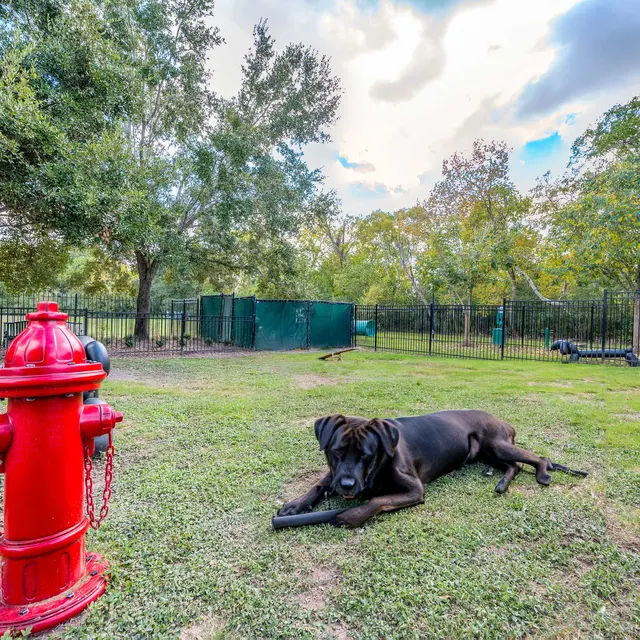 SYNC at Green Trails - Fire Hydrant, Hydrant, Canine