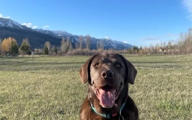 Aspen Meadows Aspen Meadows - Grass, Canine, Dog