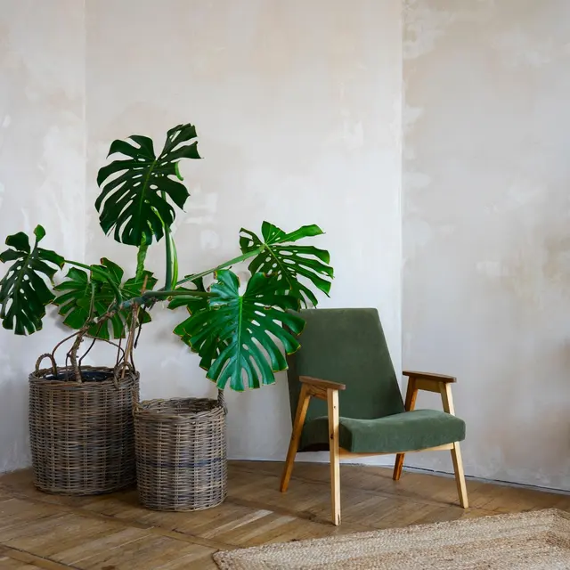 Veloz Veloz - Plant, Indoors, Interior Design