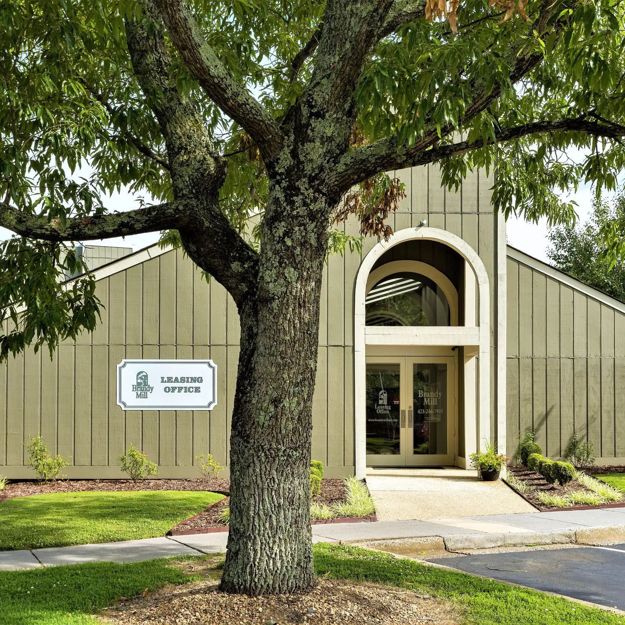 Brandy Mill - Tree, Plant, Tree Trunk
