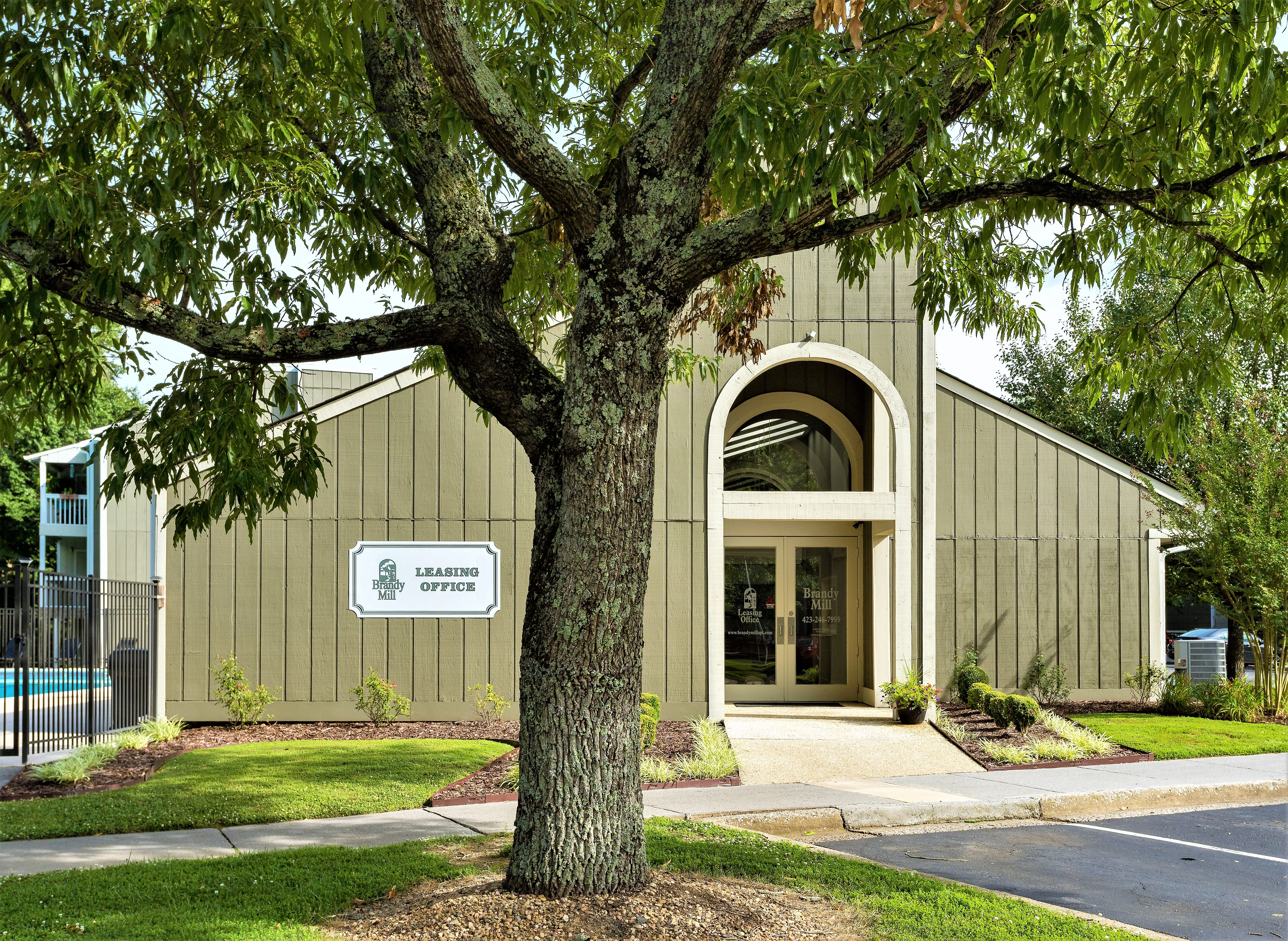 Brandy Mill - Tree, Plant, Tree Trunk