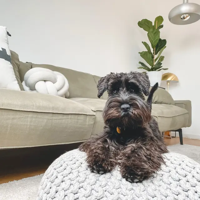 College Crest A black schnauzer sitting on a knitted pouf in a cozy living room with a sofa and a plant in the background.