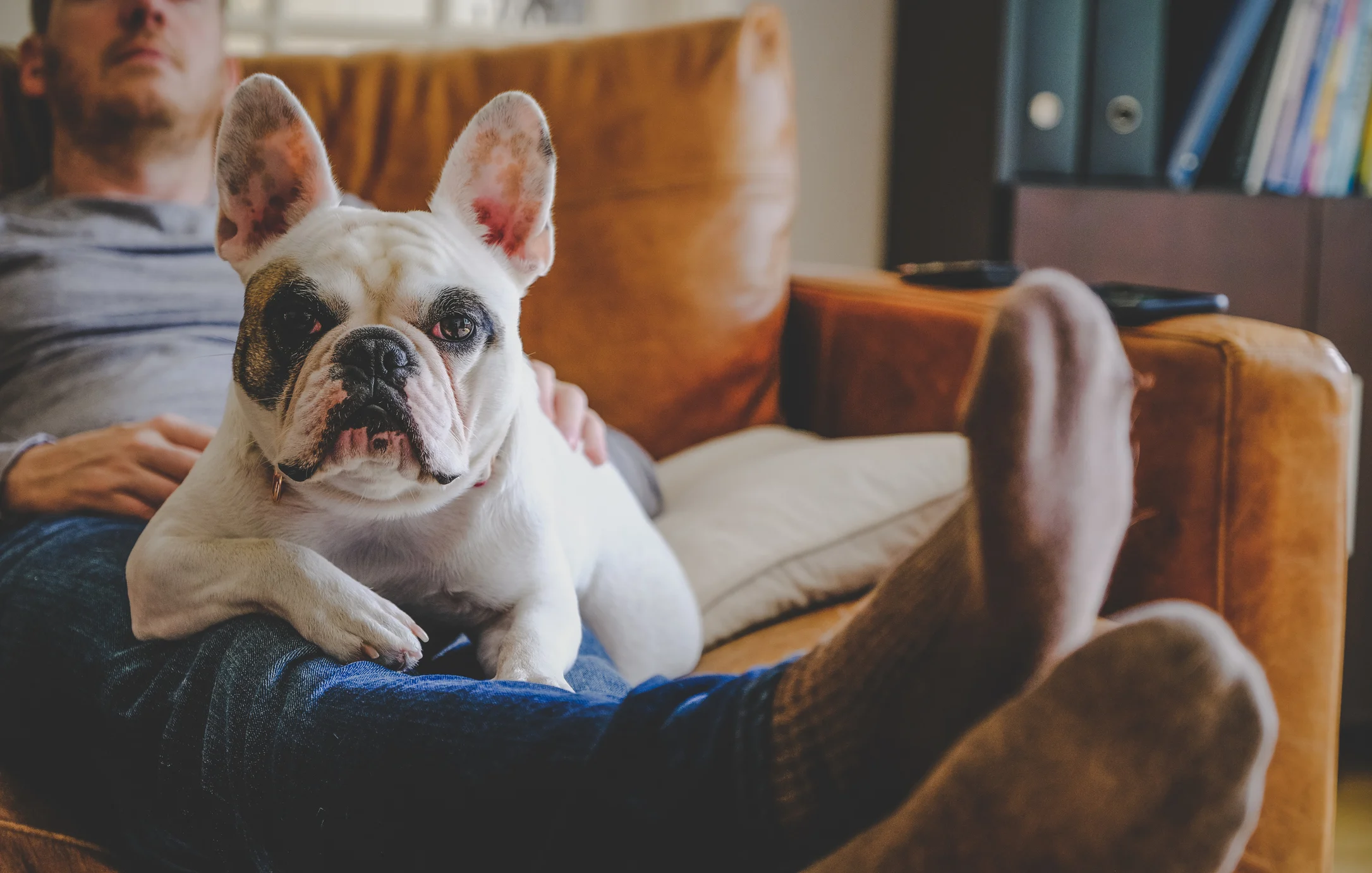 District Eastside A relaxed French Bulldog resting on the lap of a person lounging on a brown leather couch. The person's feet are visible, wearing socks, with a cozy atmosphere in the background.