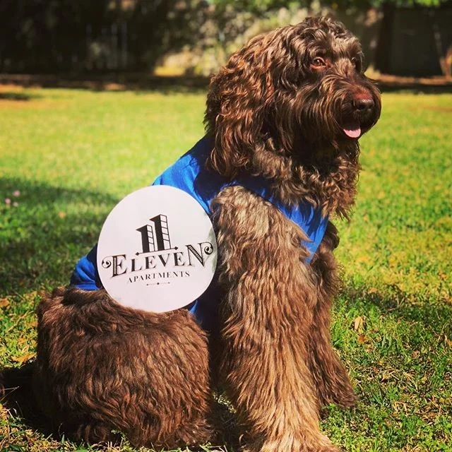11Eleven 11Eleven - Grass, Animal, Canine