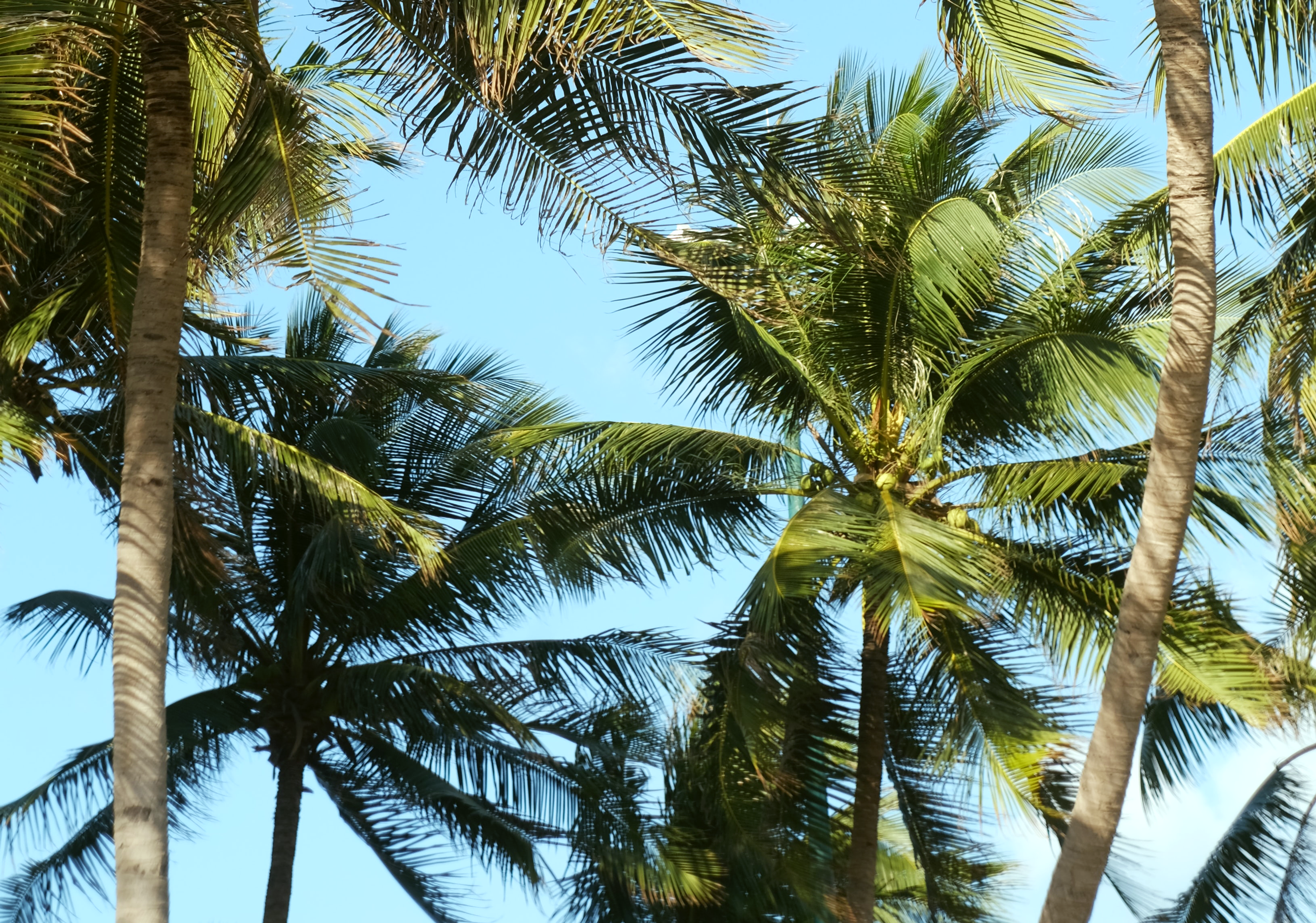 Gateway Station Gateway Station - Summer, Plant