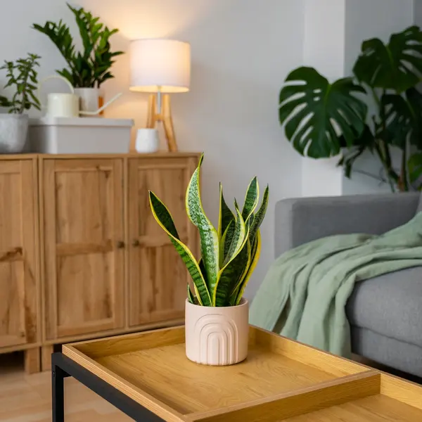 Living Apple - Interior Design, Lamp, Plant