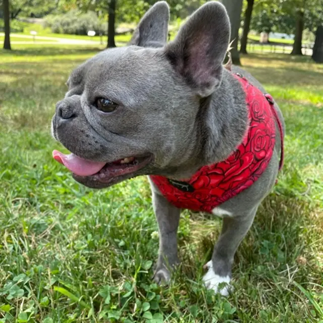 Pet dog at The Riley in Tallahassee