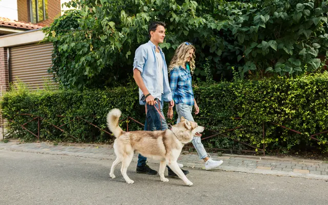 The Pointe at East River Apartments - Animal, Canine, Mammal