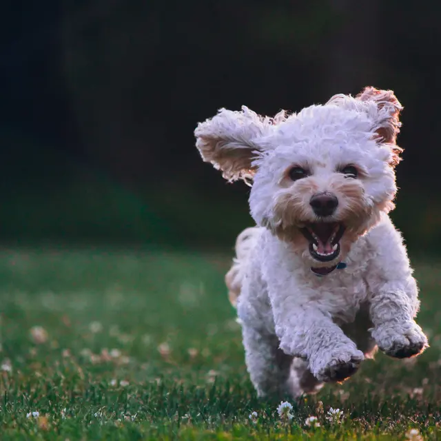 Vernon Court - Pet A joyful white dog with curly fur is running happily across a grassy field, ears flopping in the air.