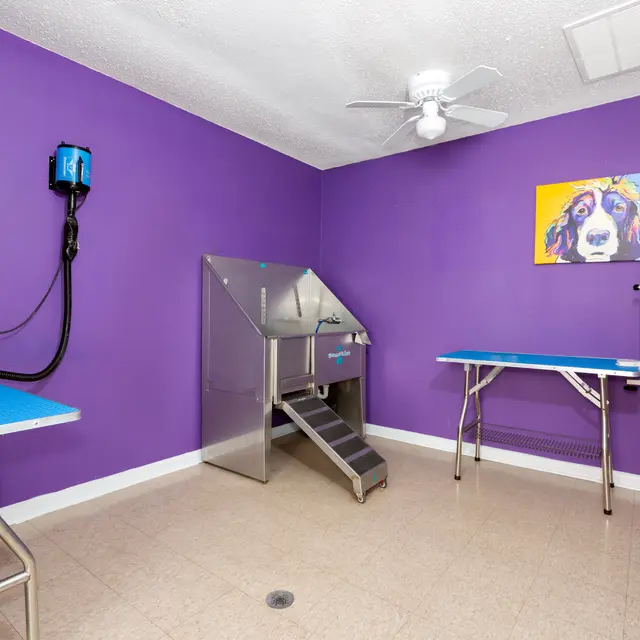 A modern dog grooming room featuring purple walls, grooming tables, and a bathing station.