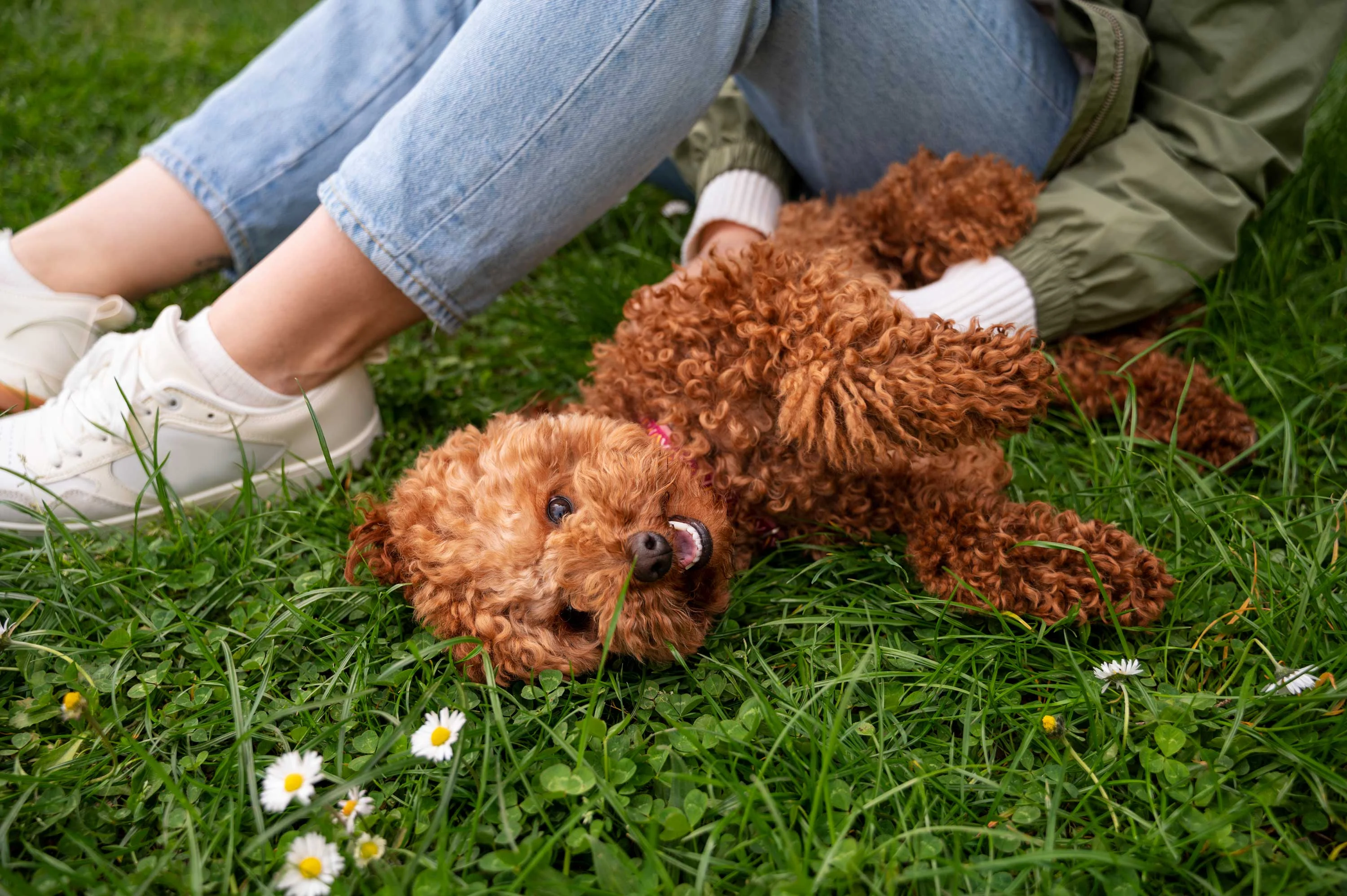 Playful Dog Enjoying a Day Outdoors A playful brown dog lying on its back in the grass, with a person in casual clothing sitting nearby and gently holding the dog.