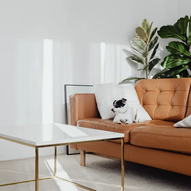 A cozy modern living room featuring a brown leather couch, a small white coffee table with gold accents, and indoor plants in the background.