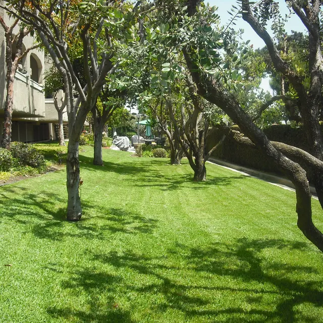Yorktown Apartments - Grass, Lawn, Backyard