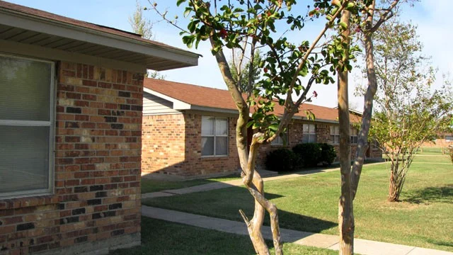 Bayou Galion Bayou Galion - Plant