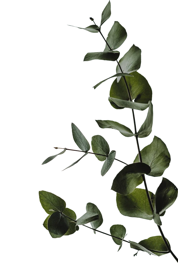 Ashton Pointe - Leaf, Plant, Vine