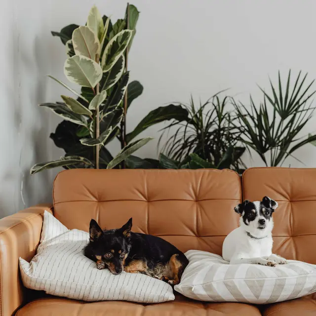 Alderman Park Apartments Alderman Park Apartments - Couch, Furniture, Cushion