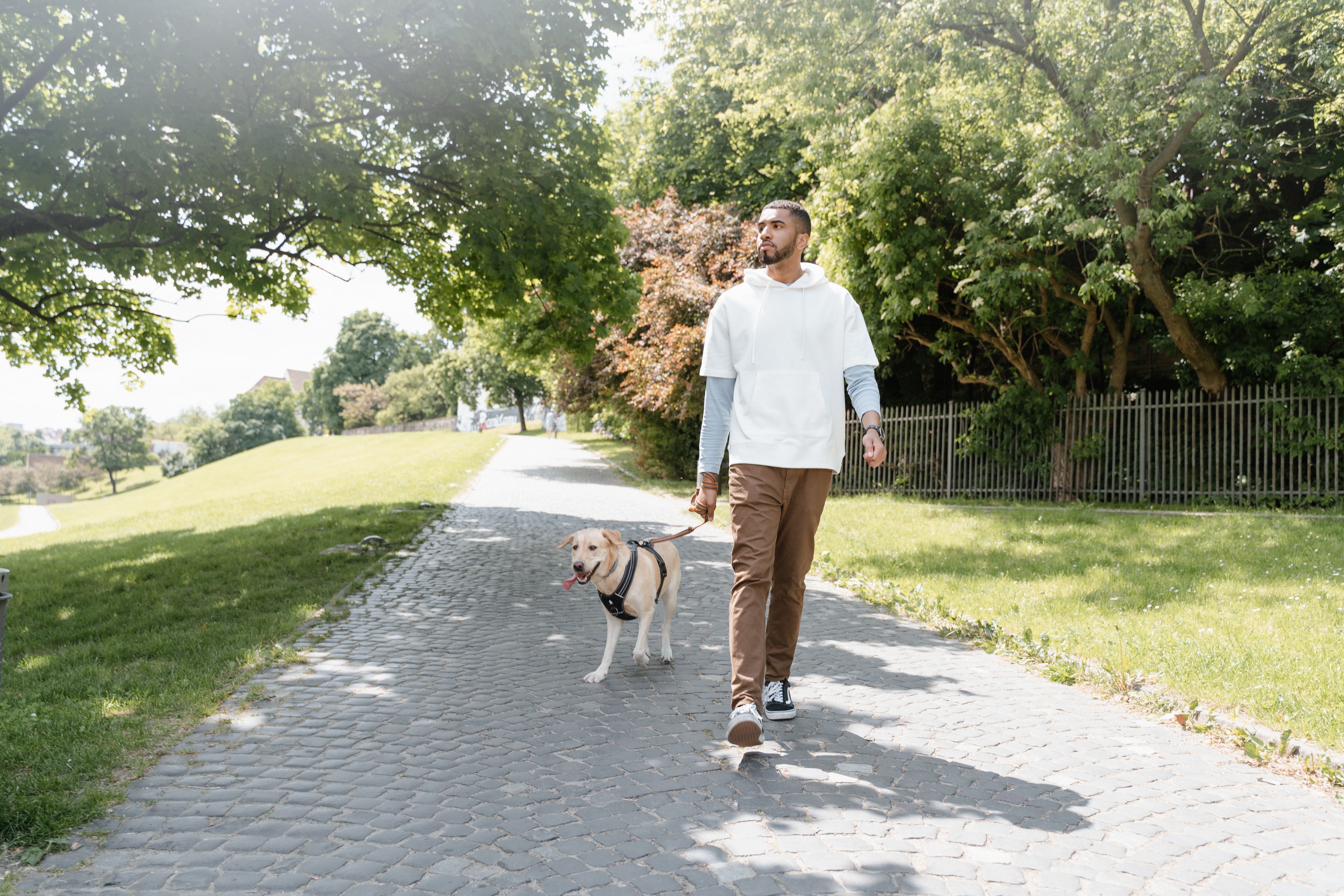 Man Walking Dog in the Park A man in a casual outfit walks a dog on a sunny park path lined with greenery and trees.