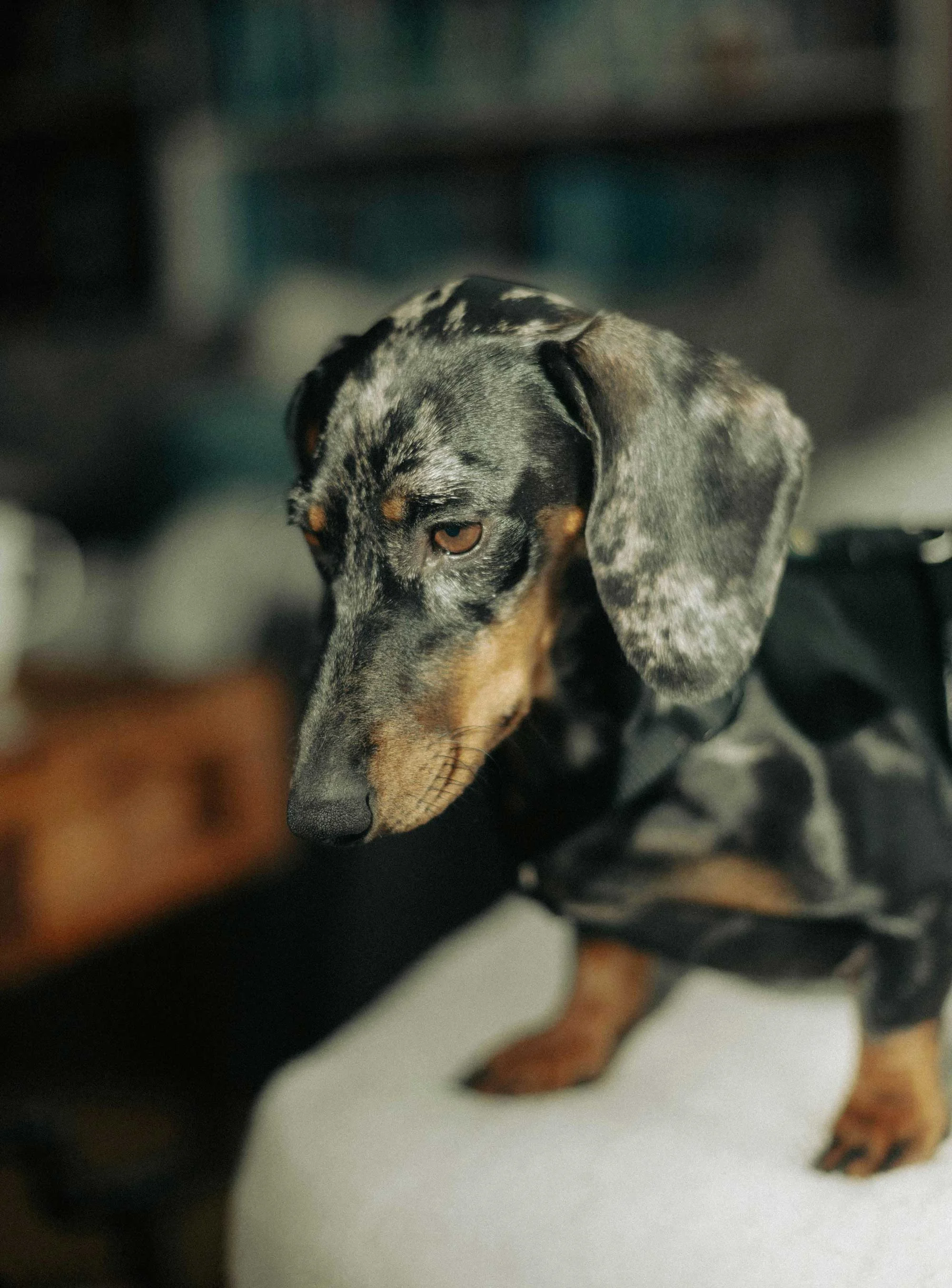 Curious Spotted Dachshund A dachshund dog with a speckled black and gray coat looking downward.