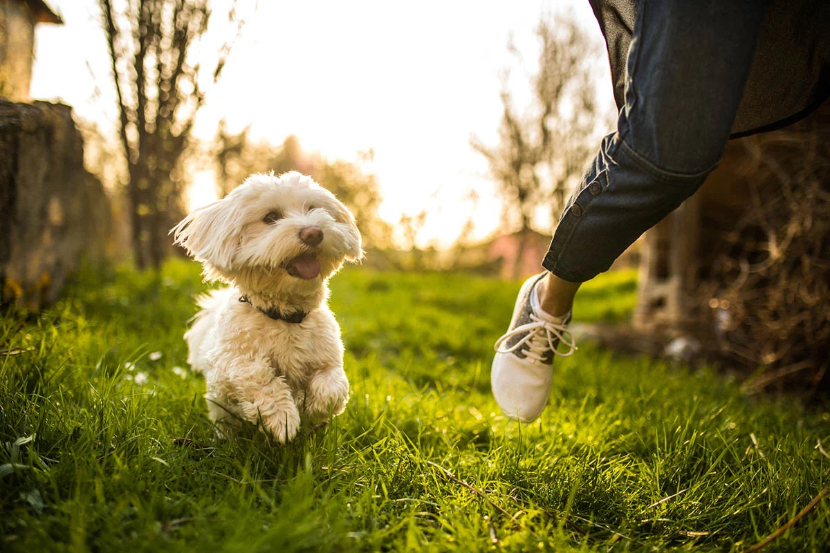 Happy Dog Running A small dog energetically running in a grassy field, while a person walks closely beside it.