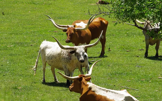 Coventry at Cityview Apartments - Animal, Cattle, Livestock