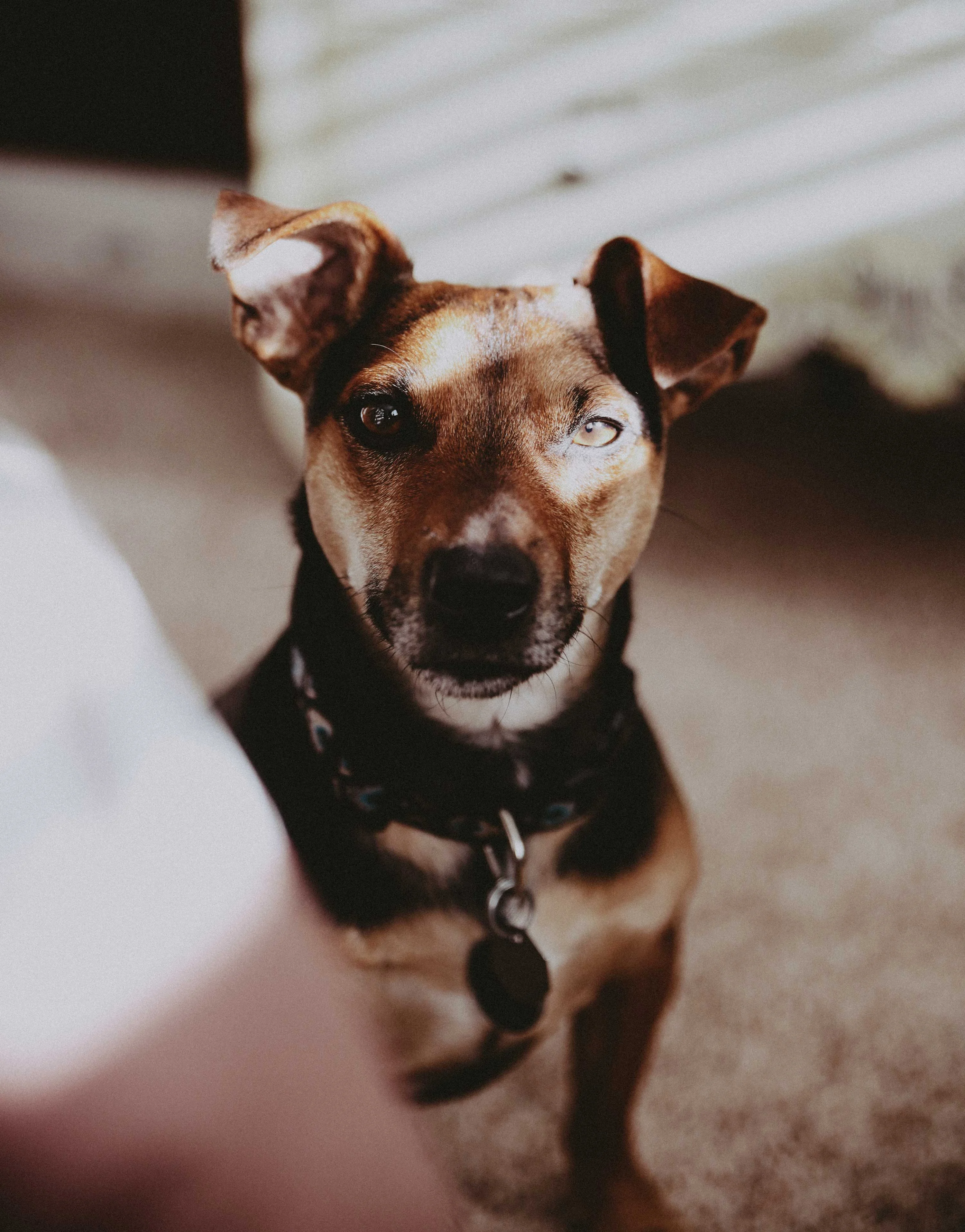 Close-up of a brown and black dog with an attentive expression, sitting on a carpet.
