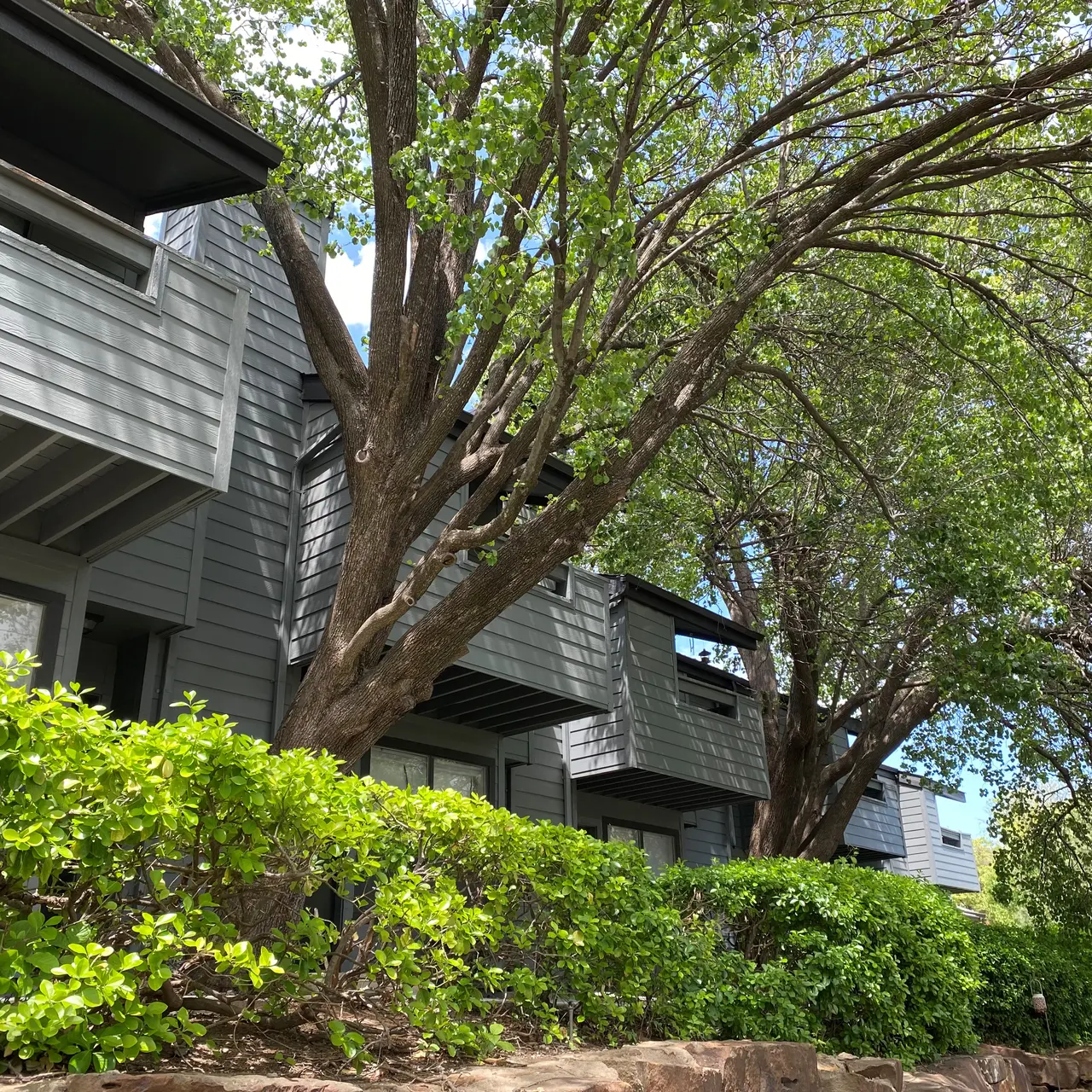 Pepper Tree - Building Pepper Tree - Tree Trunk, Tree, Plant