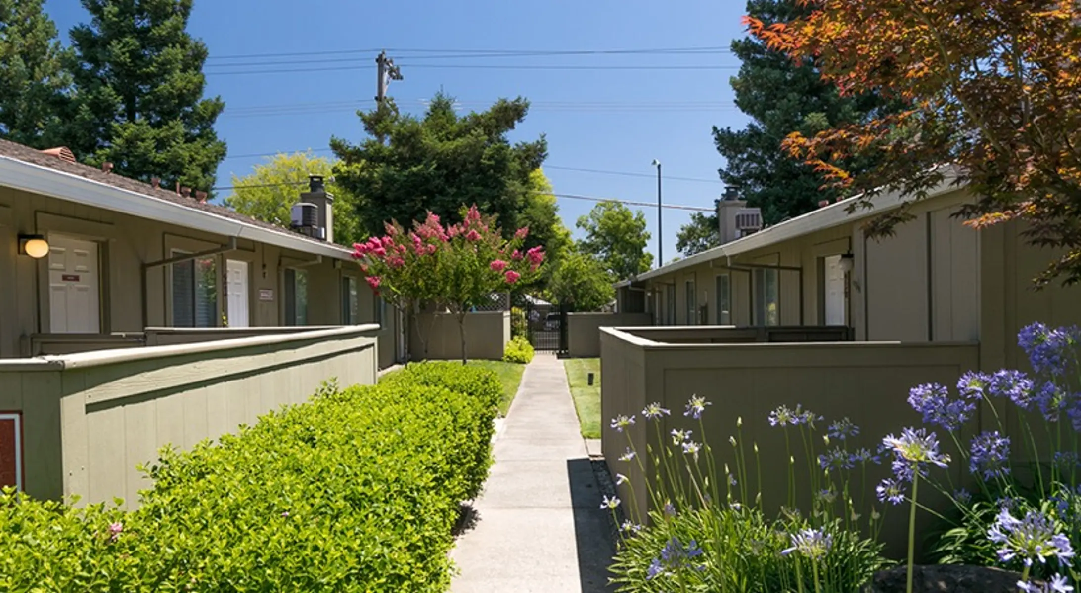 El Camino Place - Bush, Tree, Yard
