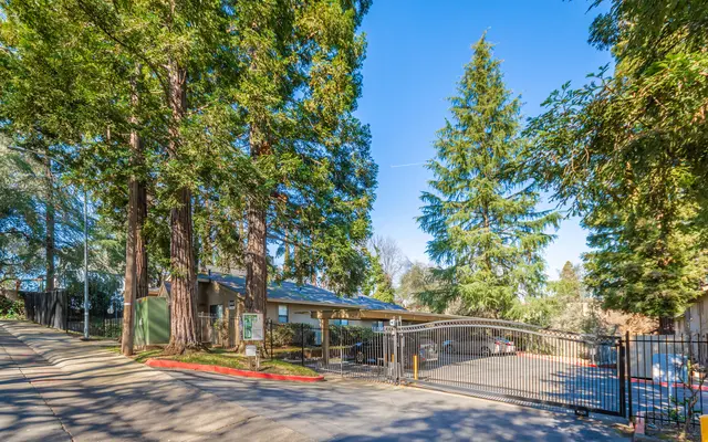 Donner at Fair Oaks - Grass, Nature, Outdoors