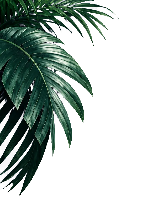 Tropical Greenery A close-up of vibrant green tropical leaves with a textured surface, creating a lush and natural look.