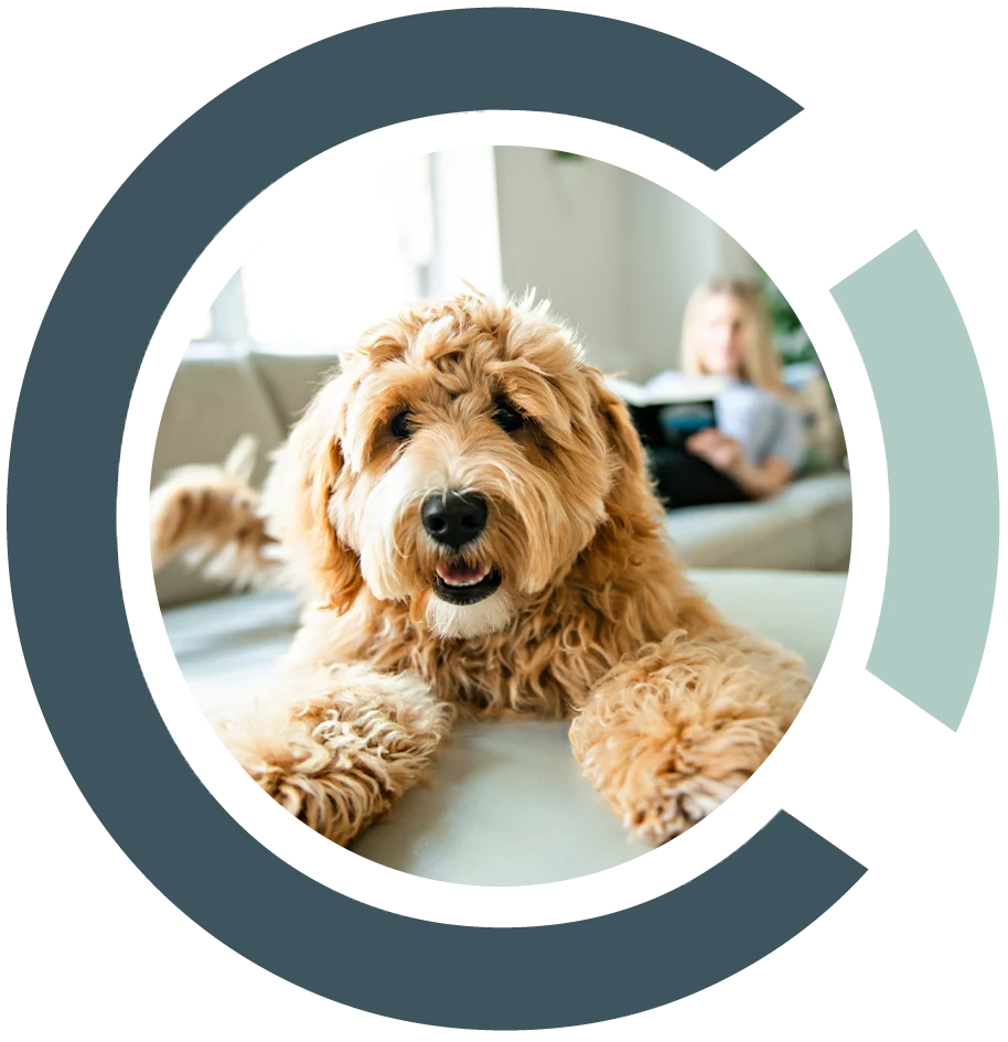 Cobalt Apartments - Photography, Canine, Dog