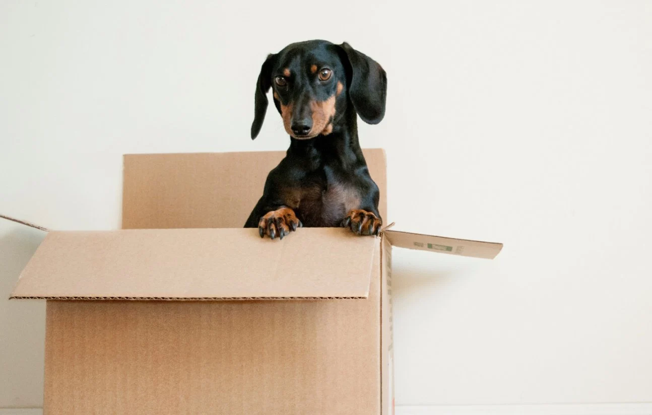 Live at Indio - Dog, Pet