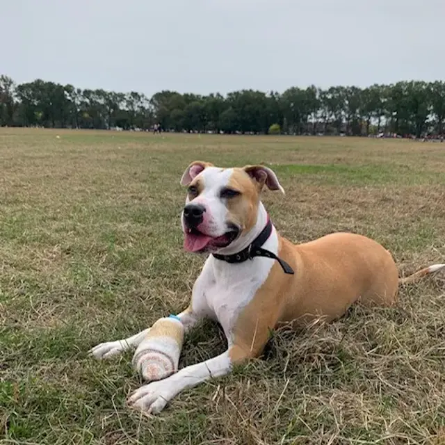 Boxer dog breed at The Riley