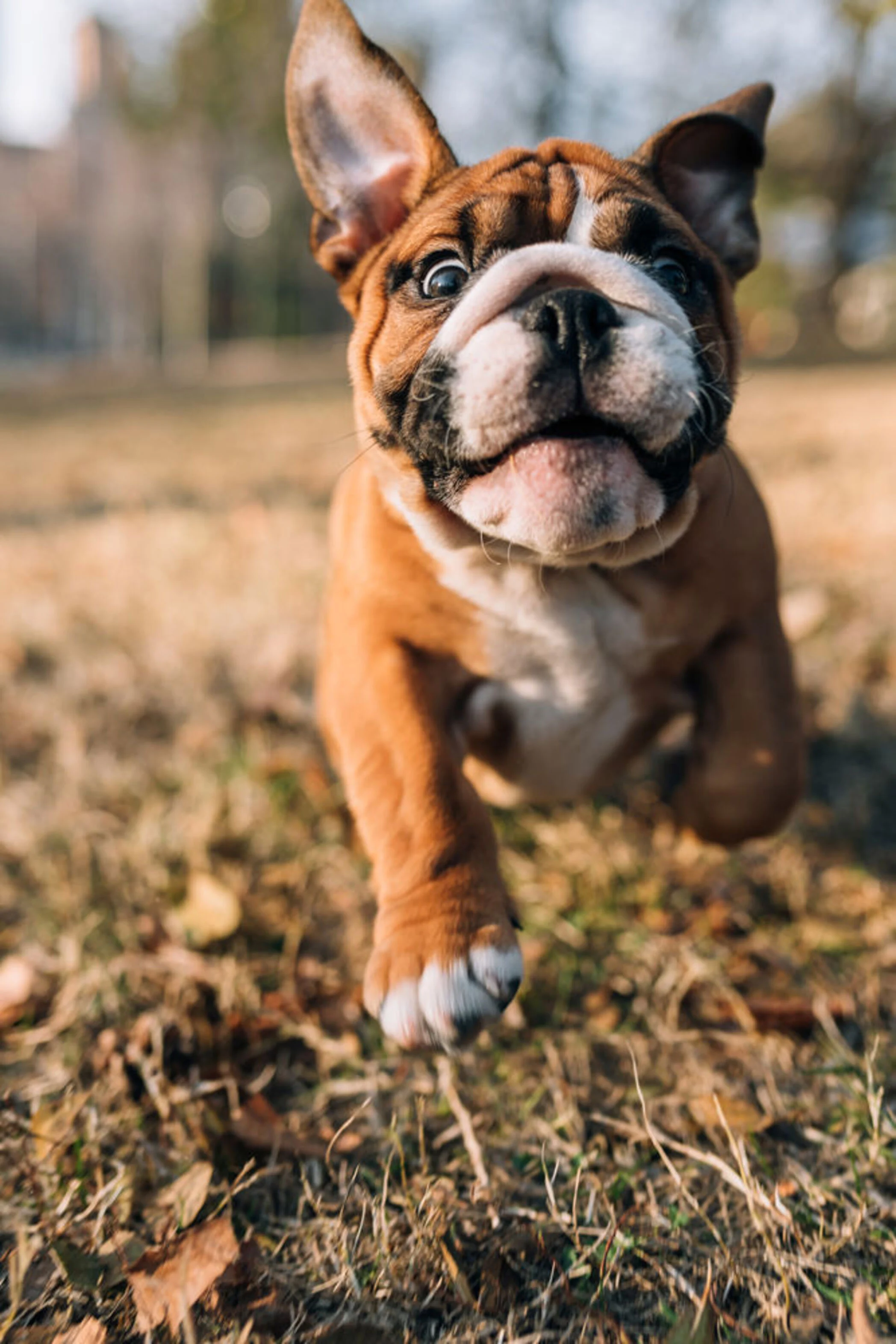 Oak Meadows Oak Meadows - Dog, Canine, Pet