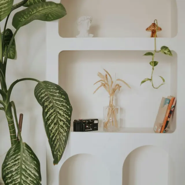 Decorative Shelf with Plants and Accessories A well-decorated shelf featuring a large leaf plant on the left, several decorative items arranged in arched niches including a camera, books, a vase with dried flowers, and a small cup on a saucer.
