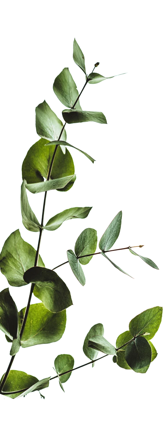 Landing on Silverlake  - Leaf, Plant, Pineapple
