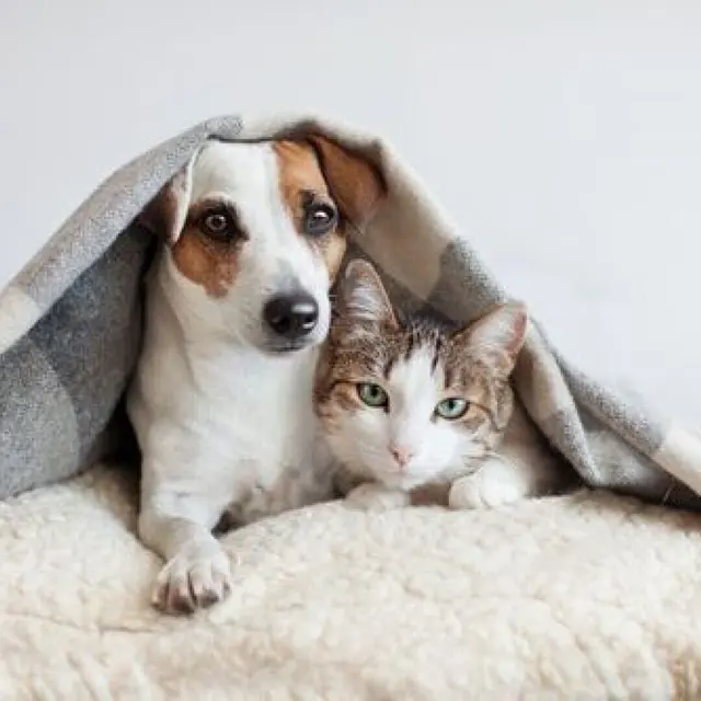 Cozy Companions: Dog and Cat Under Blanket A small dog and a cat snuggled together under a blanket on a fluffy surface.