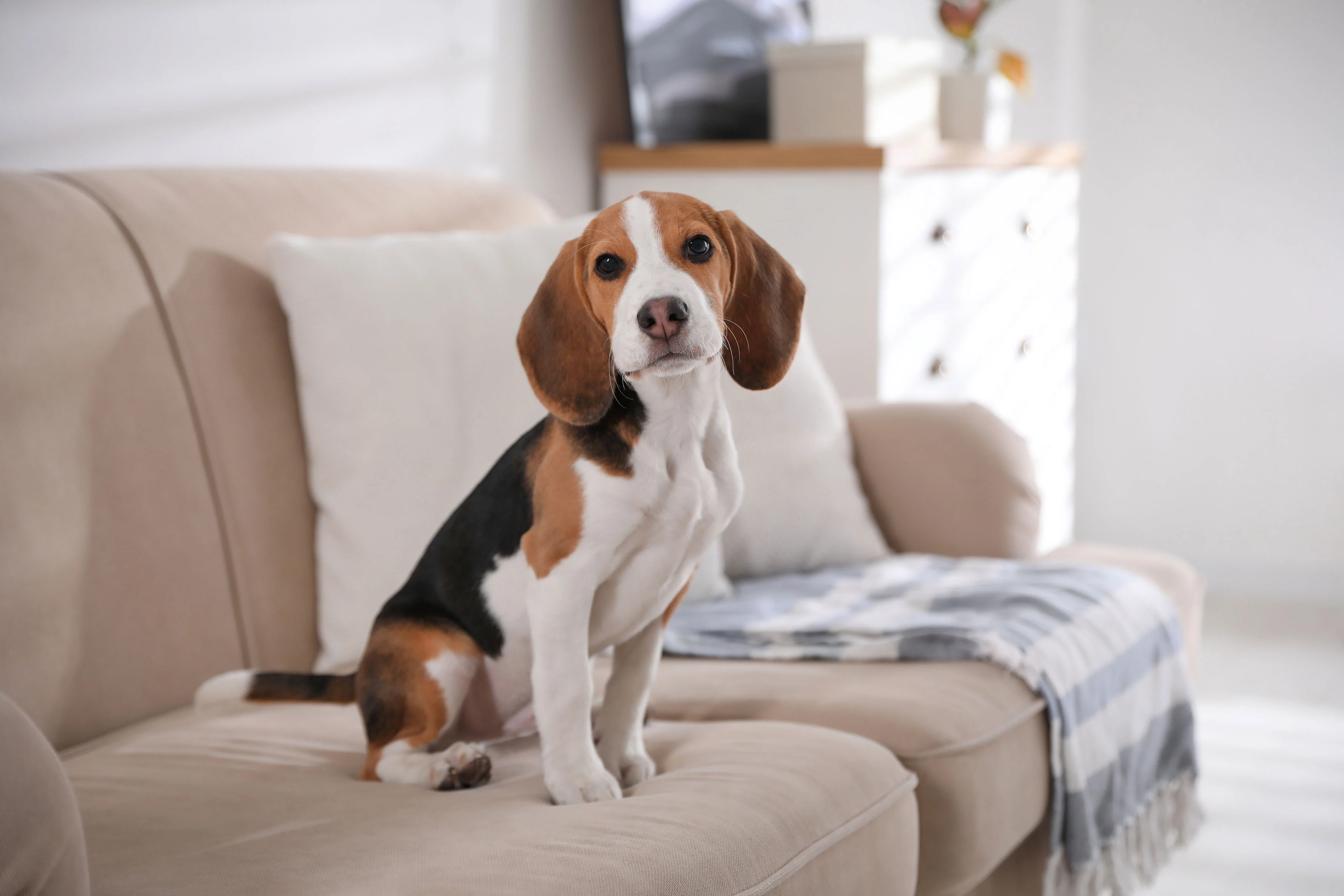 Ridge Run A beagle puppy sitting on a beige sofa with a blue and white blanket nearby in a bright living room.