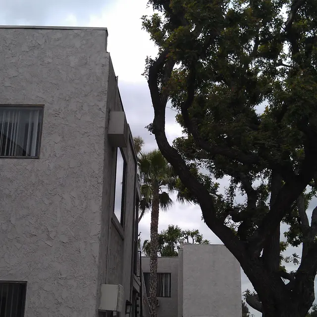 Woodhaven Apartments - Tree, Tree Trunk, City