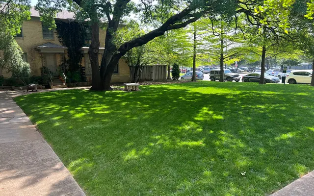 The Reiger The Reiger - Grass, Backyard, Nature