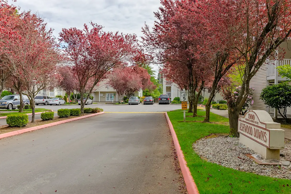 Residential Complex in Spring Blossoms A scenic view showcasing a residential complex with a winding road lined with flowering trees in vibrant pink hues, leading towards parked cars and several buildings in the background.